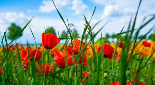 poppies, corn poppies, poppy field-7261834.jpg